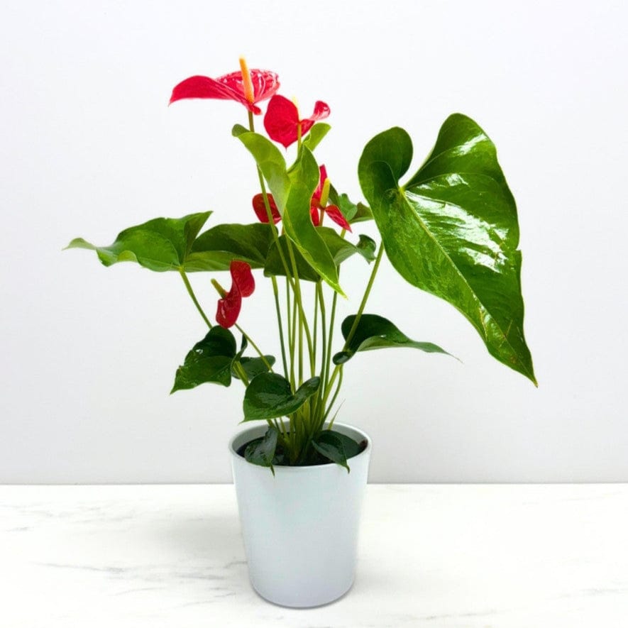 anthurium plant health benefits Anthurium Plant – Bloomen Inc