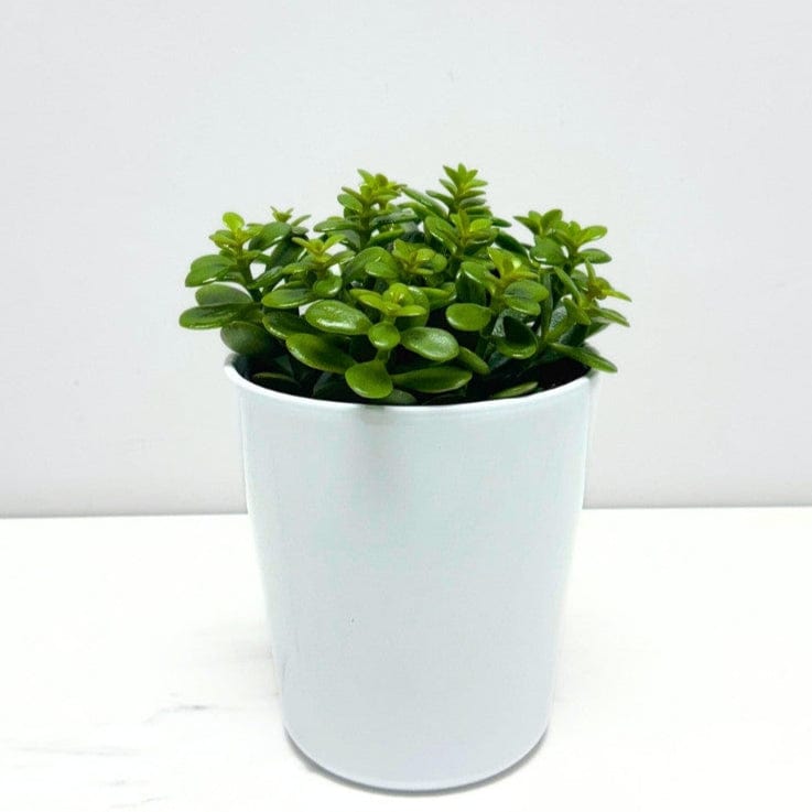 jade plant canada Jade Plant – Bloomen Inc