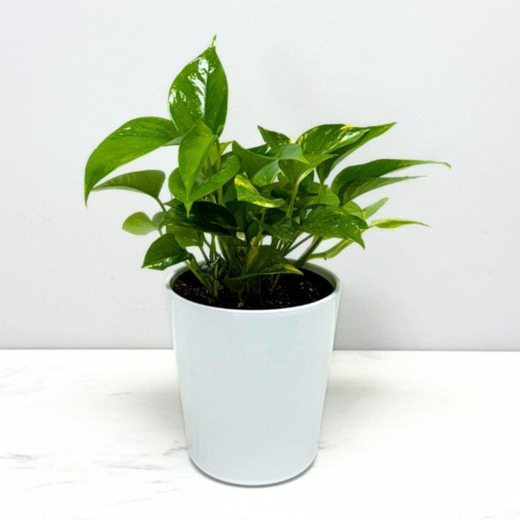 pothos toronto POTHOS PLANT – Bloomen Inc