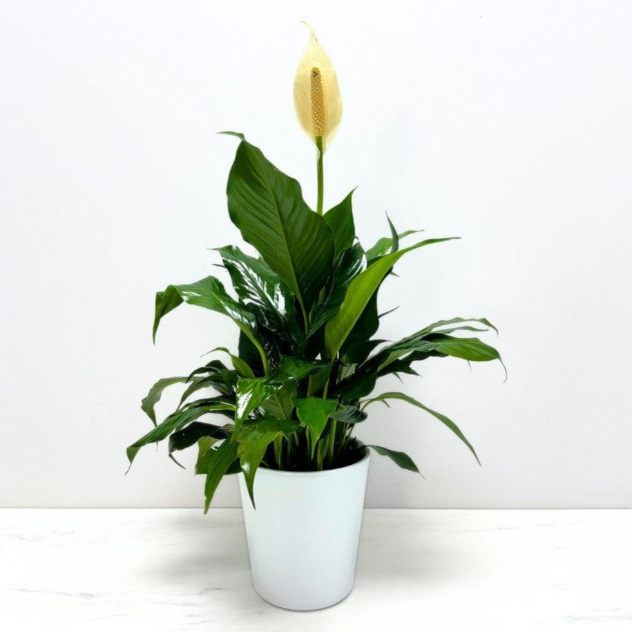 peace lily toronto Peace Lily Plant – Bloomen Inc