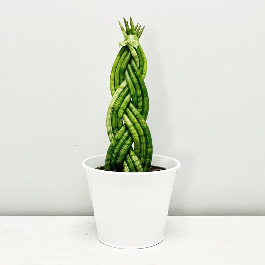 sansevieria cylindrica braid Sansevieria Cylindrica “Braided” – Bloomen Inc