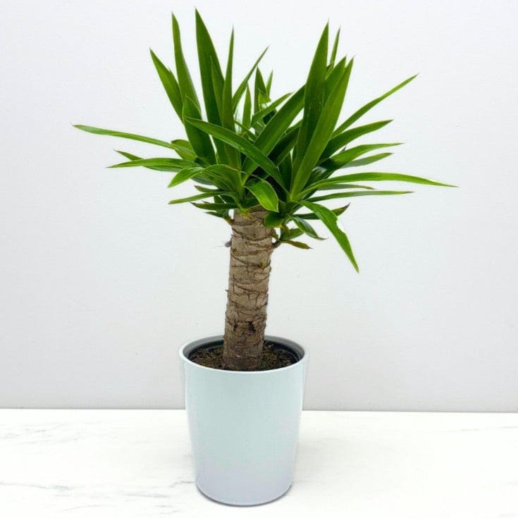 Yucca Plant – Bloomen Inc.