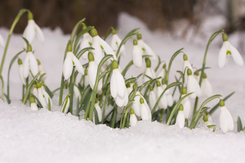 5_flowers_that_bloom_in_the_winter.jpg?v=1665126989
