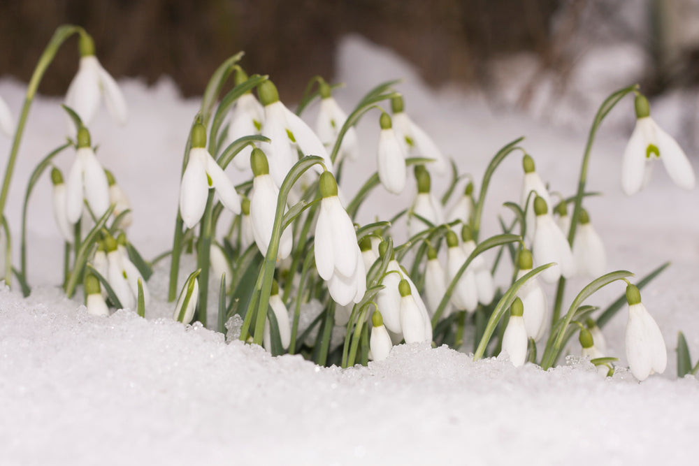 flowers that bloom in the winter Toronto