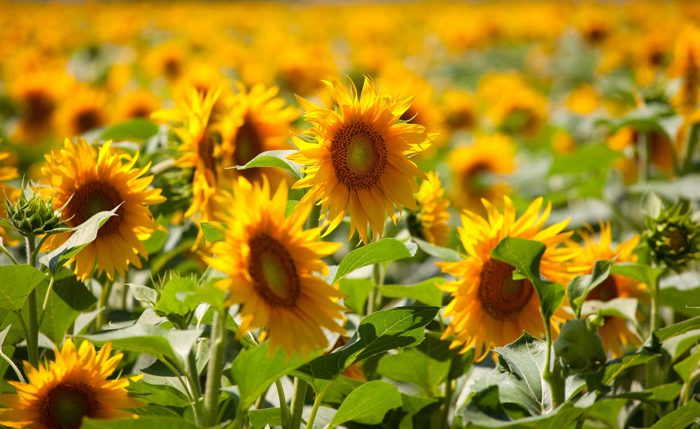 Everything You Need to Know About the Sunflower