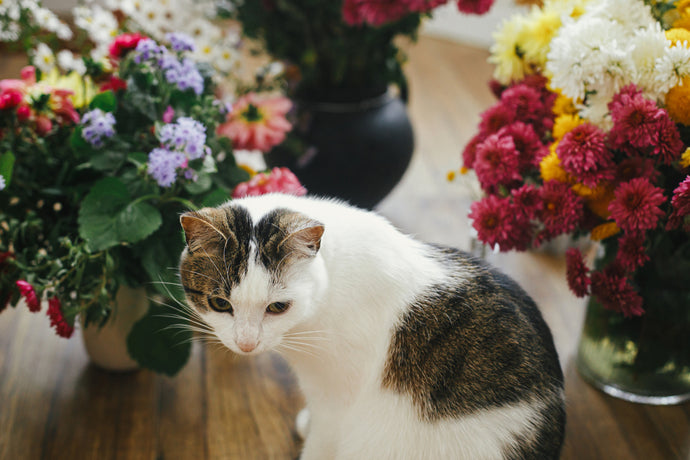 Safest Flower Options for Cats and Dogs