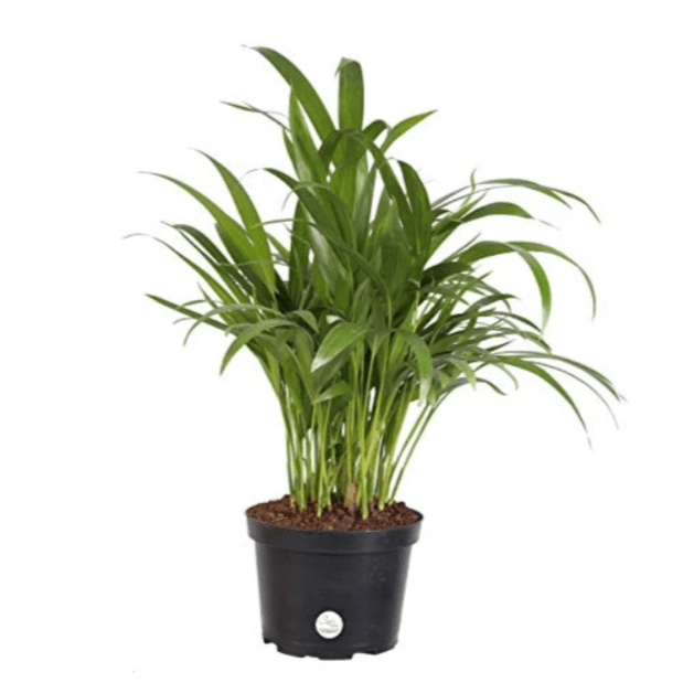 ARECA PALM