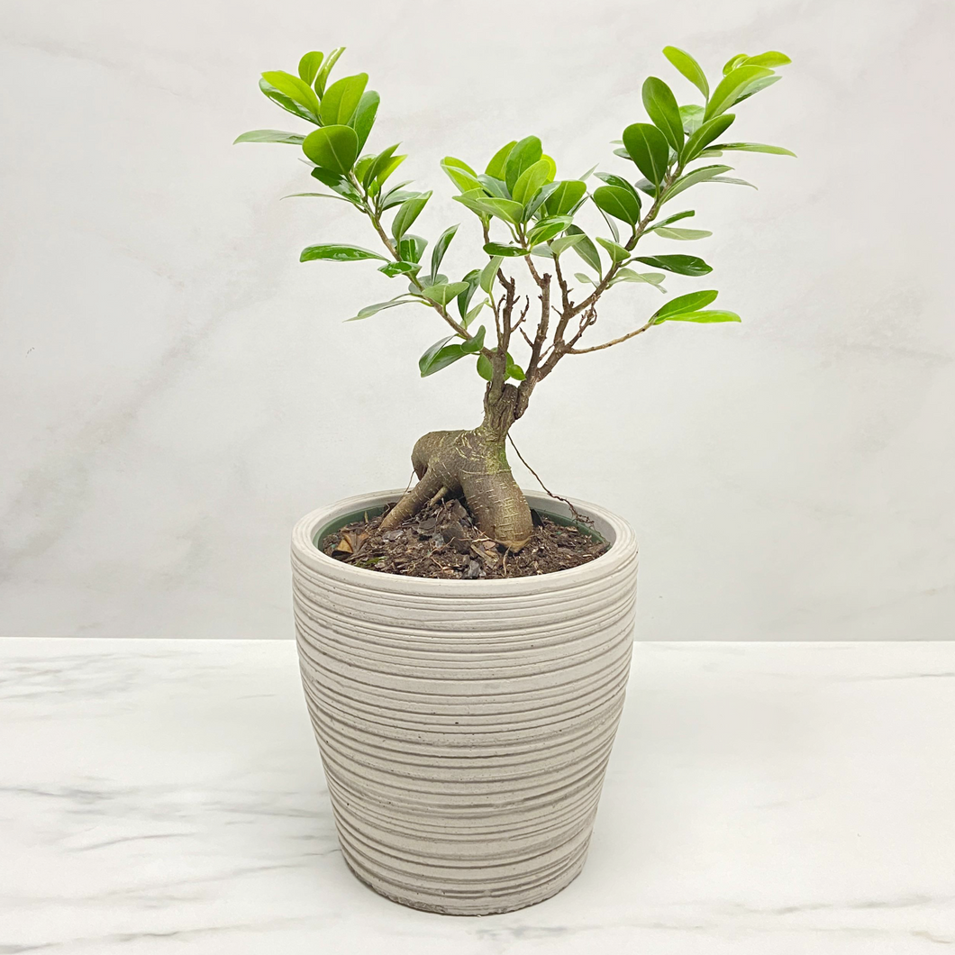 FICUS BONSAI