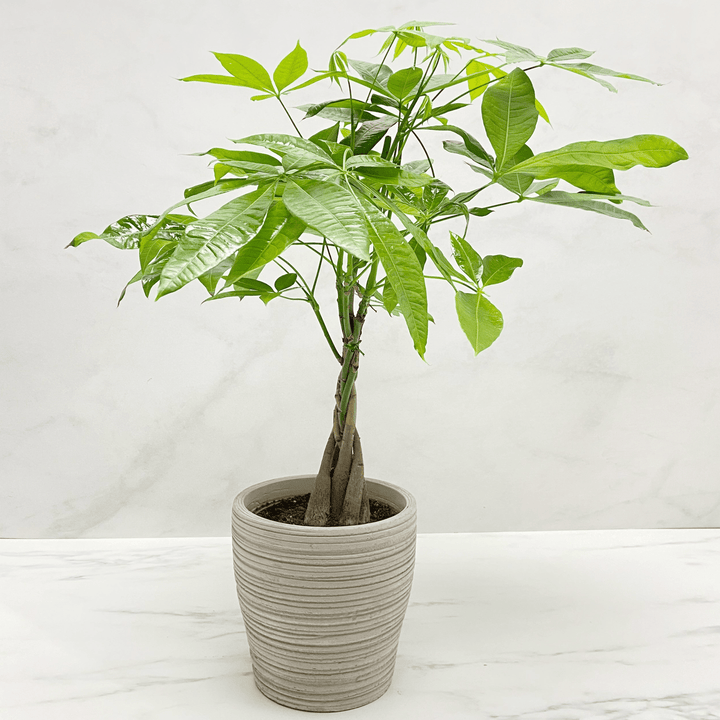 MONEY TREE + POT