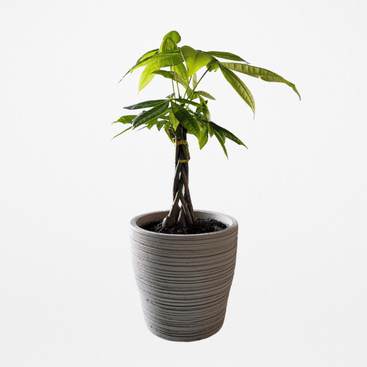 MONEY TREE + POT