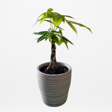 MONEY TREE + POT