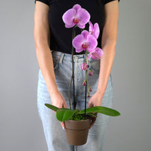 PINK CASCADE ORCHID PLANT + CLAY POT