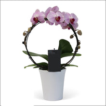 PINK INFINITY CIRCLE ORCHID PLANT + CLAY POT