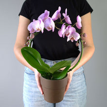 PINK INFINITY CIRCLE ORCHID PLANT + CLAY POT