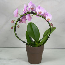 PINK INFINITY CIRCLE ORCHID PLANT + CLAY POT