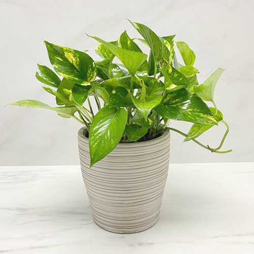 POTHOS PLANT