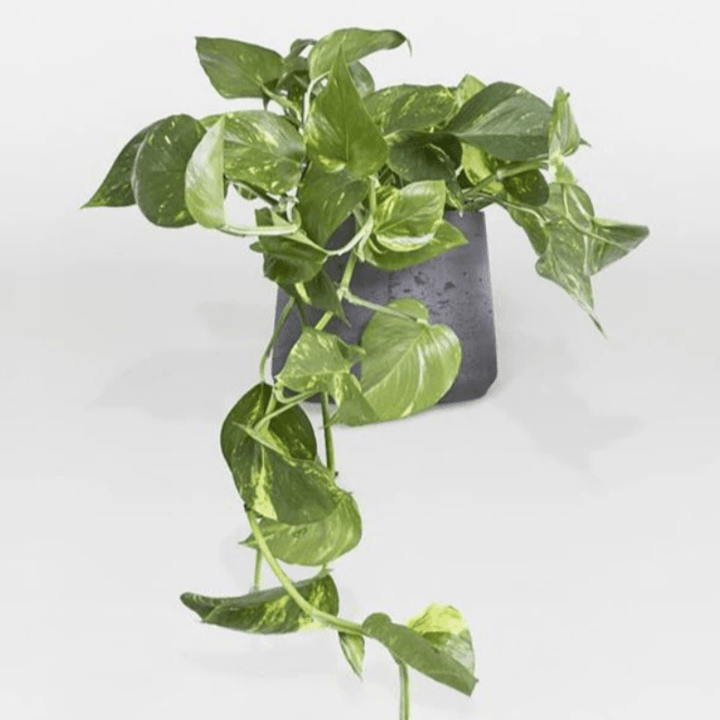 POTHOS PLANT