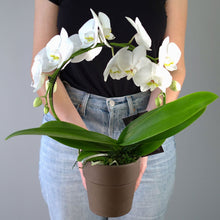 SAME DAY DELIVERY: WHITE INFINITY CIRCLE ORCHID PLANT + CLAY POT