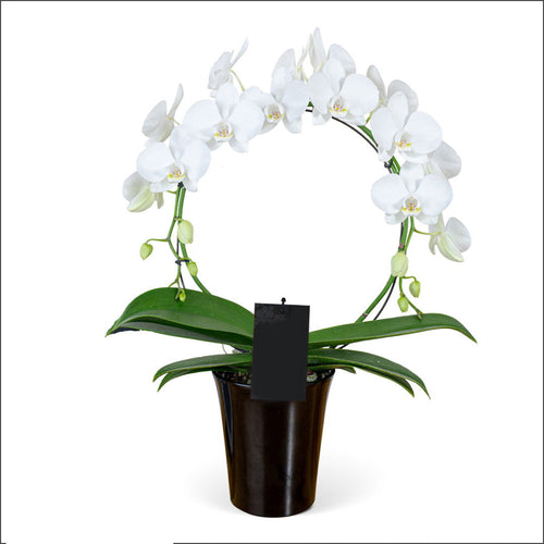 WHITE INFINITY CIRCLE ORCHID PLANT + CLAY POT