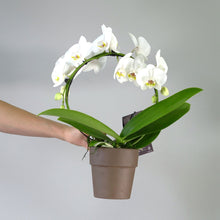 WHITE INFINITY CIRCLE ORCHID PLANT + CLAY POT