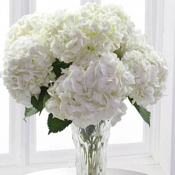 Hydrangea Bouquet Delivery in Toronto | Lovely Petals and Serenity