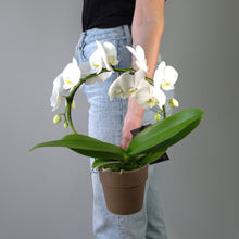 SAME DAY DELIVERY: WHITE INFINITY CIRCLE ORCHID PLANT + CLAY POT
