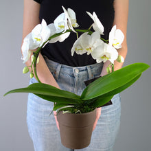 WHITE INFINITY CIRCLE ORCHID PLANT + CLAY POT