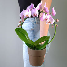 SAME DAY DELIVERY: PINK INFINITY CIRCLE ORCHID PLANT + CLAY POT
