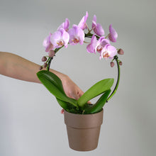 PINK INFINITY CIRCLE ORCHID PLANT + CLAY POT