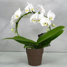 WHITE INFINITY CIRCLE ORCHID PLANT + CLAY POT