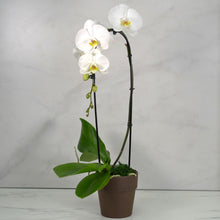 WHITE CASCADE ORCHID PLANT + CLAY POT