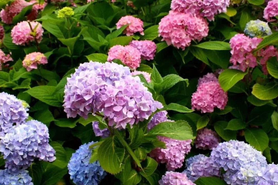 Bloomen Inc.