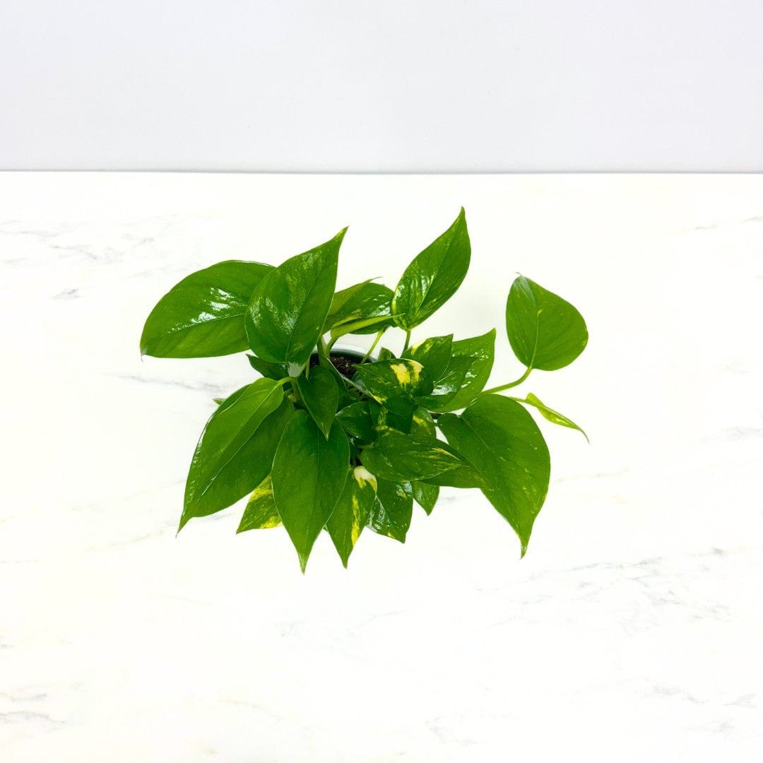 pothos toronto POTHOS PLANT – Bloomen Inc