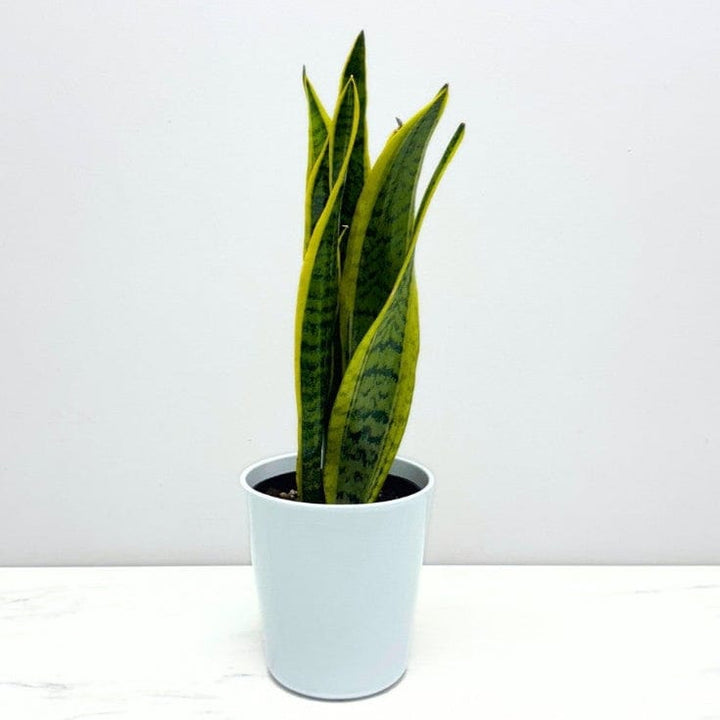 SNAKE PLANT