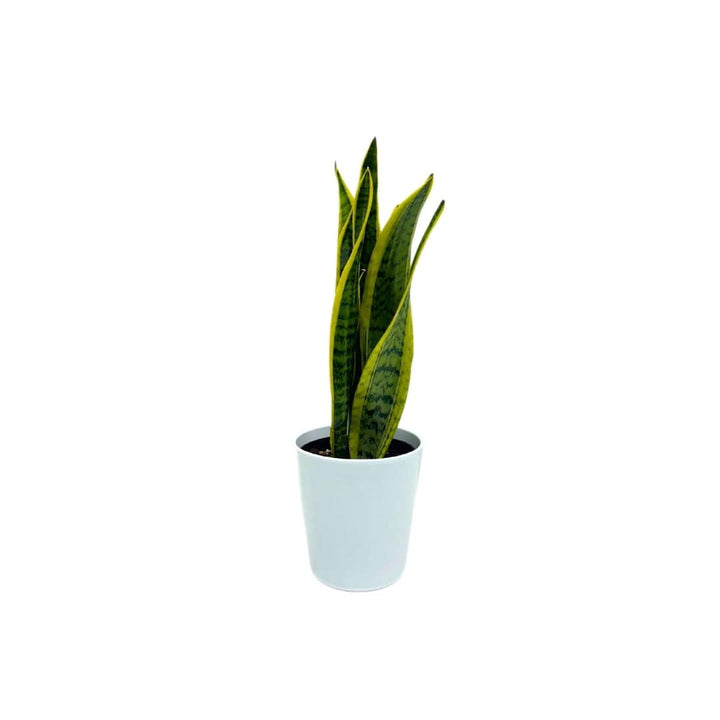 SNAKE PLANT