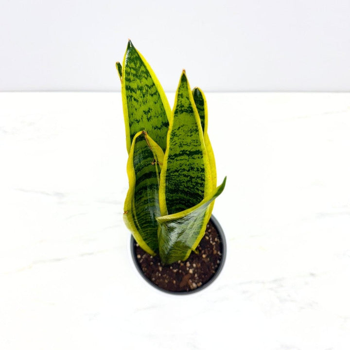 SNAKE PLANT