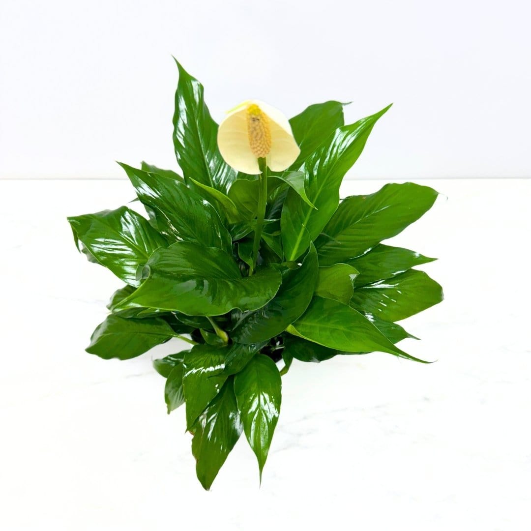 peace lily toronto Peace Lily Plant – Bloomen Inc