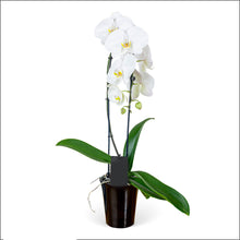 WHITE CASCADE ORCHID PLANT + CLAY POT