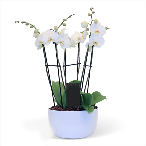 WHITE ORCHIDS PLANTER BOWL + POT