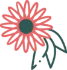 GERBERA